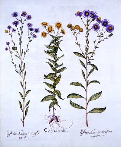 HorseweedButterweedFleabane and European Michaelmas Daisies, fra Hortus Eystettensis, af Basil Besler (1561-1629), pub. 1613 (håndfarvet gravering) af German School