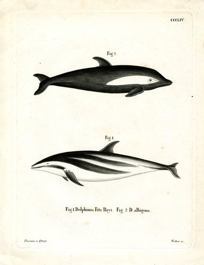 Timeglas Dolphin (farvet gravering) af German School