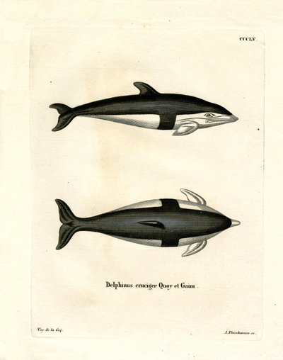 Timeglas Dolphin (farvet gravering) af German School