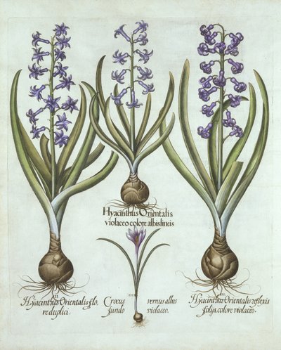 Hyacinths and an Autumn Crocus, fra Hortus Eystettensis, af Basil Besler (1561-1629), pub. 1613 (håndkoloreret gravering) af German School