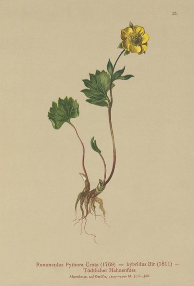 Hybrid Buttercup (Ranunculus Pythora, Ranunculus hybridus) af German School