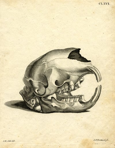 Hyrax Skull (farvet gravering) af German School
