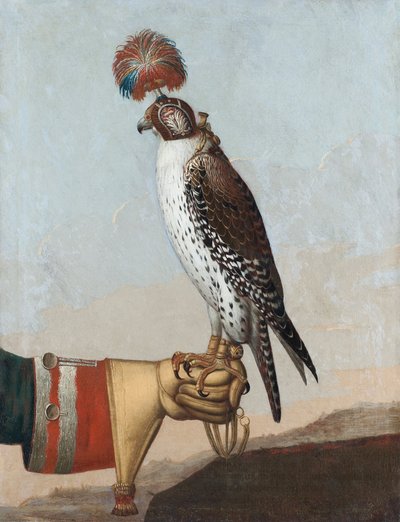 Islandsk ørkenfalk, 1759 af German School
