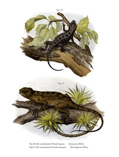 Iguana (farve litho) af German School