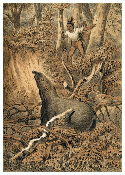 Illustration, indisk jagt tapir i Amazonas skov. I “” De Bootslieden der Amazon-River””, Karl Muller, Holland af German School