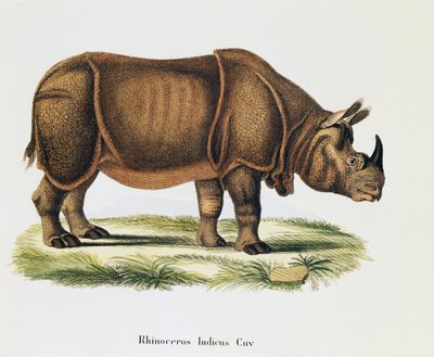Indiske næsehorn (Rhinoceros indicus), fra pattedyr illustreret fra naturen med beskrivelser, af Johann Christian Daniel von Schreber (1739-1810), gravering og tegning af A Fleischmann, bind 6-7, tabel 317-D-D, Tyskland af German School