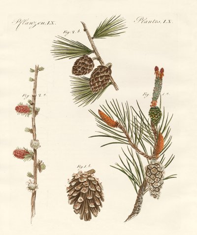 Indfødte nåleskove af German School