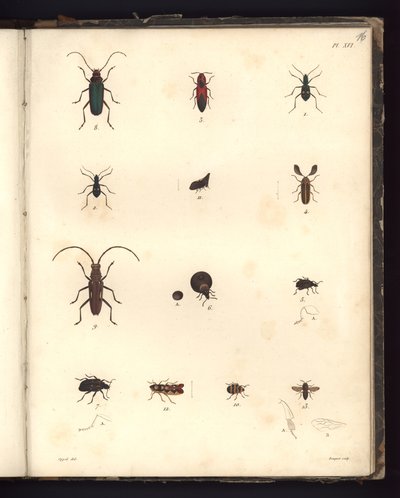 Insecta, Pl. XVI, illustration fra kompendium over observation af zoologi og sammenlignende anatomi, lavet i Atlanterhavet, i det indre af det nye kontinent og i Sydhavet i løbet af 179