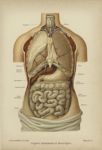 Indre organer i maven og thorax (farve litho) af German School