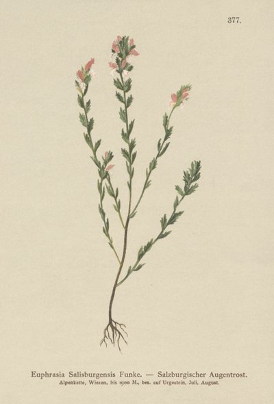 Irsk øjenbryn (Euphrasia Salisburgensis) af German School