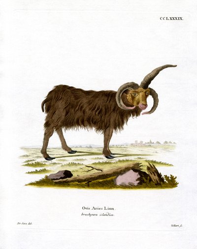 Jacob Sheep (farvet gravering) af German School