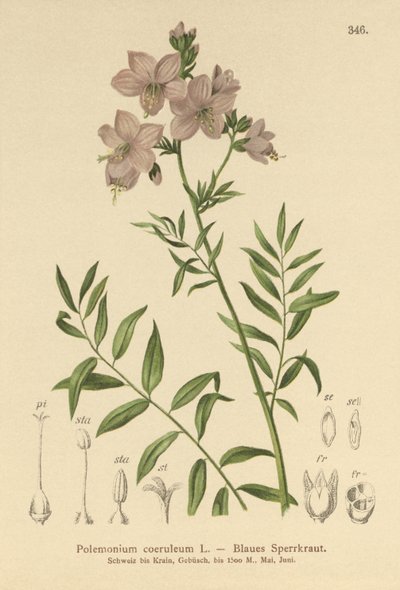 Jacobs Ladder (Polemonium coeruleum, Polemonium caeruleum) af German School