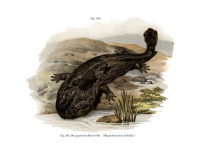 Japansk kæmpe Salamander (Color Litho) af German School