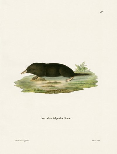 Japanese Shrew Mole (farvet gravering) af German School