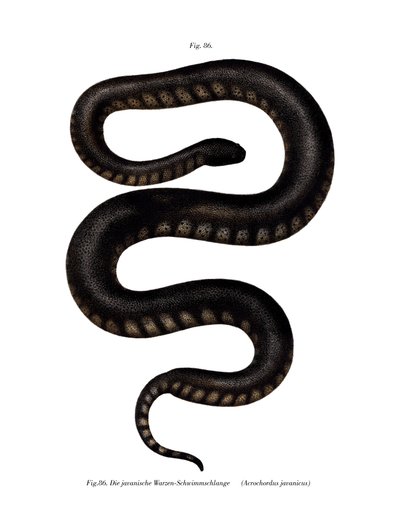 Javan File Snake (farve litho) af German School