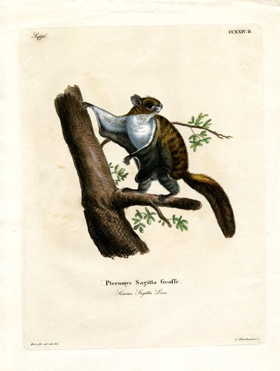 Javan Flying Squirrel (farvet gravering) af German School