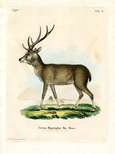 Javan Rusa (farvet gravering) af German School