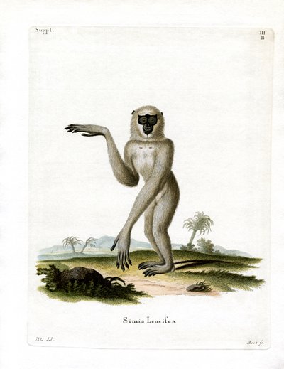 Javan Silvery Gibbon (farvet gravering) af German School