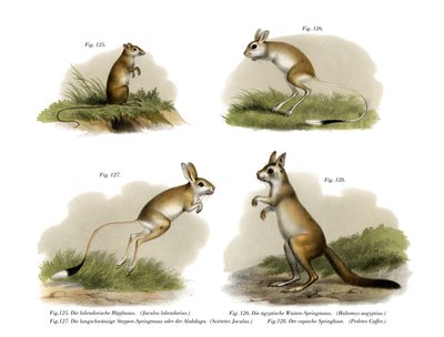 Jerboa, 1860 af German School