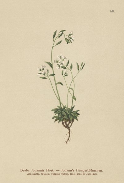 Johns Whitlow-Græs (Draba Johannis) af German School