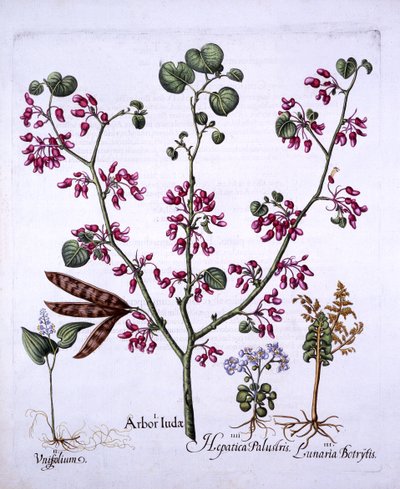 Judas Tree, May Lily, Moonwort, Liverwort, fra Hortus Eystettensis, af Basil Besler (1561-1629), pub. 1613 (håndfarvet gravering) af German School