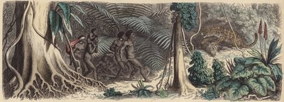 Jungle i Brasilien (farvet gravering) af German School