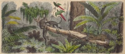 Jungle i Brasilien (farvet gravering) af German School