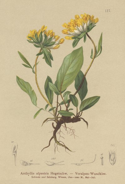 Nyretap (Anthyllis alpestris, Anthyllis vulneraria var. alpestris) af German School