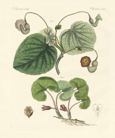 Arter af aristolochia planter (farvet gravering) af German School
