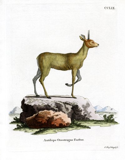Klipspringer (farvet gravering) af German School