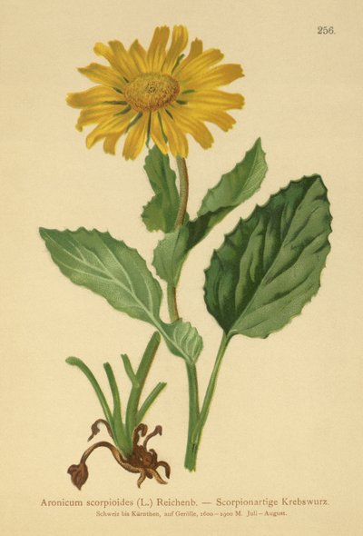 Storblomstret Leopards Bane (Aronicum scorpioides, Doronicum grandiflorum) af German School