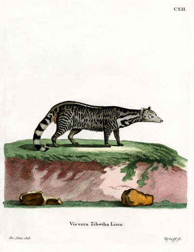 Stor indisk civet (farvet gravering) af German School