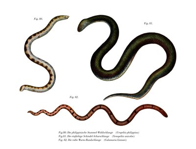 Stor Shieldtail Snake (farve litho) af German School