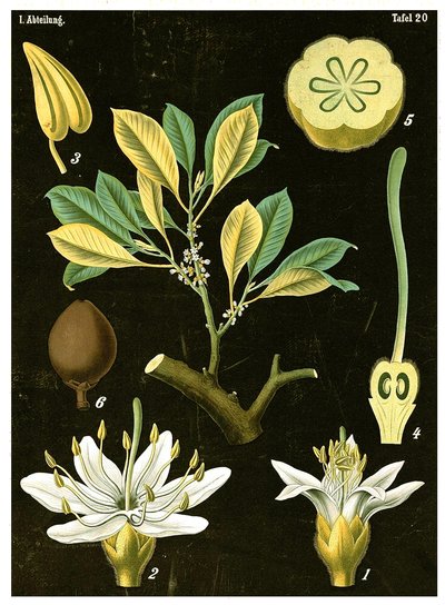 Latex (Palaquium gutta) ca. 1890 (kromolitografi) af German School