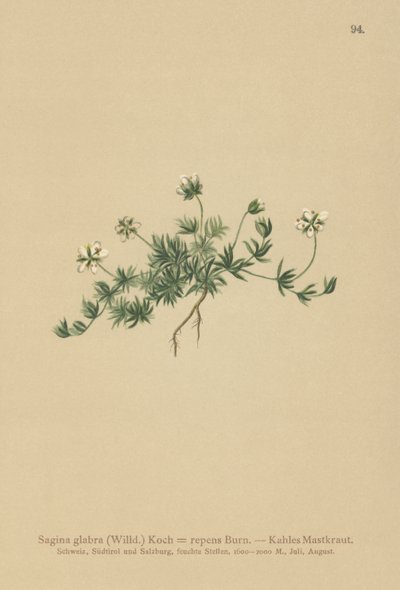 Plæne Perleurt (Sagina glabra, Sagina repens) af German School