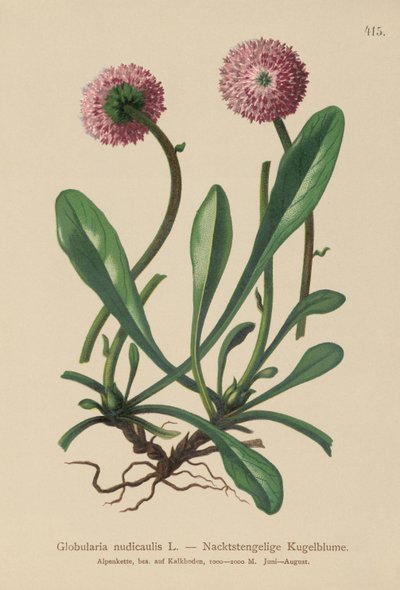 Globularia uden blade og stilk (Globularia nudicaulis) af German School