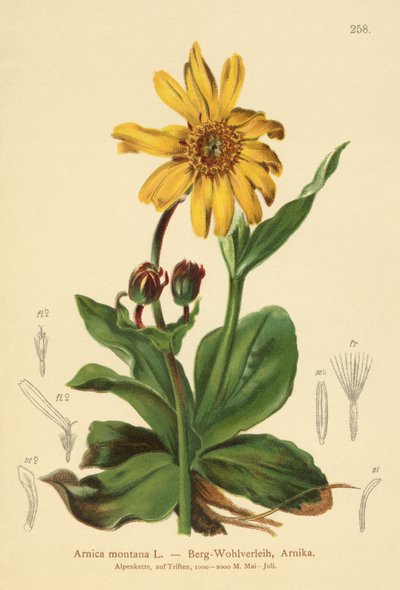 Leopards-bane (Arnica montana) af German School