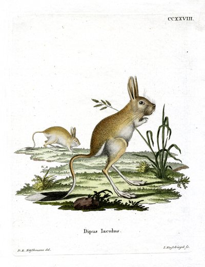 Mindre egyptisk Jerboa (farvet gravering) af German School