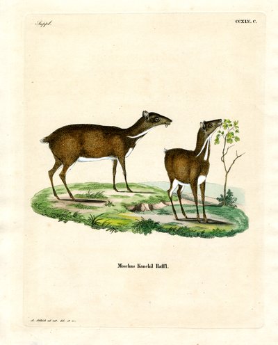 Lesser Mouse Deer (farvet indgravering) af German School