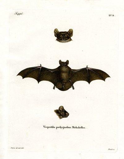 Lesser Noctule Bat (farvet indgravering) af German School