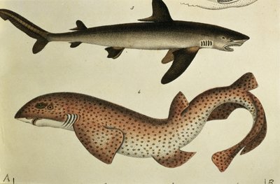 Lille plettet pighaj, Pl.93 fra "Naturgeschichte und Abbildung der Fische" af H.R. Schinz, 1836 af German School