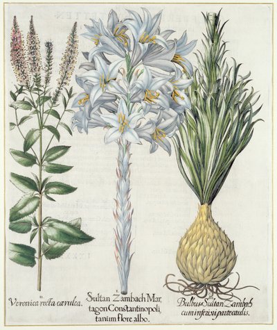 Lilje: 1. Sultan Zambach Martagon af Konstantinopel hvid blomst 2. Veronica recta carnlea 3. Bulbus Sultan Zambach cuminfeunipartecaulis, fra Hortus Eystettensis af Basil Besler (1561-1629), pub. 1613 af German School
