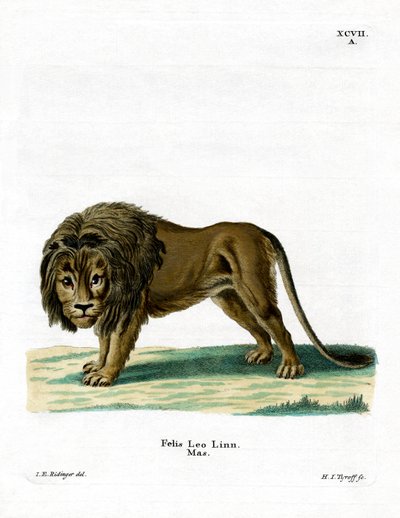 Løve (farvet gravering) af German School