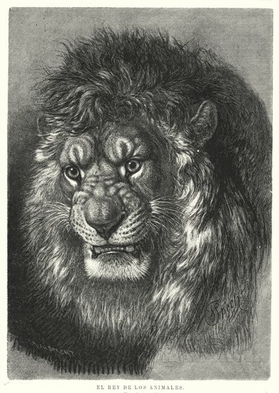 Løve: dyrenes konge (litho) af German School