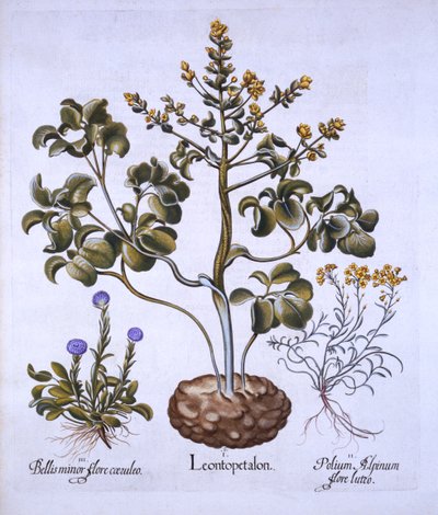 Lions Leaf and Alpine Flowers, fra Hortus Eystettensis, af Basil Besler (1561-1629), pub. 1613 (håndfarvet gravering) af German School