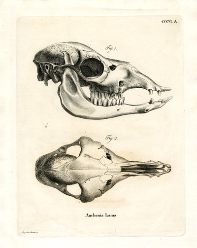 Lama Skull (farvet gravering) af German School