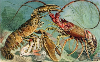 Hummer og Jomfruhummer, tallerken fra Brehms Tierleben: Allgemeine Kunde des Tierreichs, bind 10, s.44, udgivet af Bibliografisk Institut, 1893 af German School