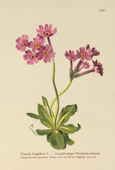 Langblomstret primula (Primula longiflora) af German School