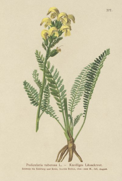 Langnæbbet Gul Lusewort (Pedicularis tuberosa) af German School