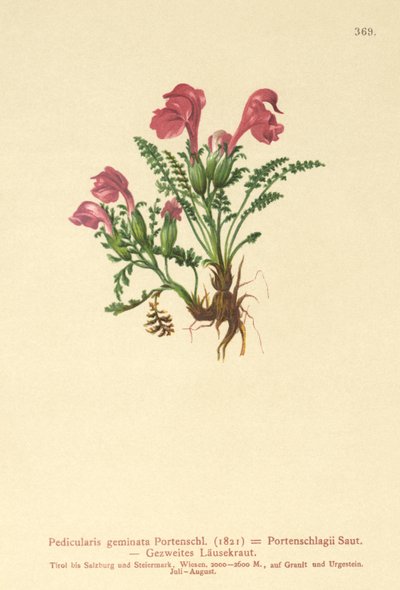 Lusewort (Pedicularis geminata, Pedicularis Portenschlagii, Pedicularis pumila) af German School